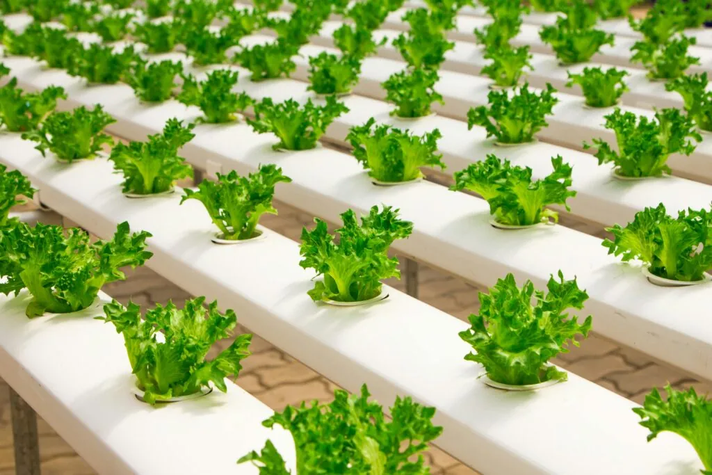 Rows of vibrant green lettuce growing in a hydroponic system, illustrating modern and efficient agricultural practices in a controlled environment.