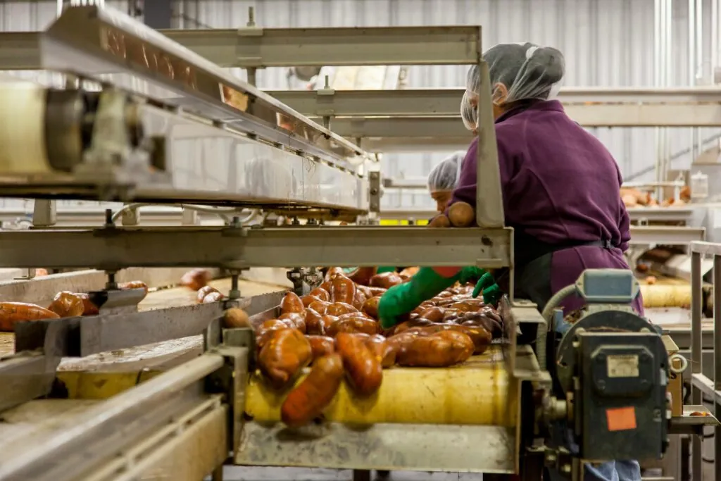 Employees wearing protective gear sort sweet potatoes on a conveyor belt in a processing facility, ensuring quality control and hygiene